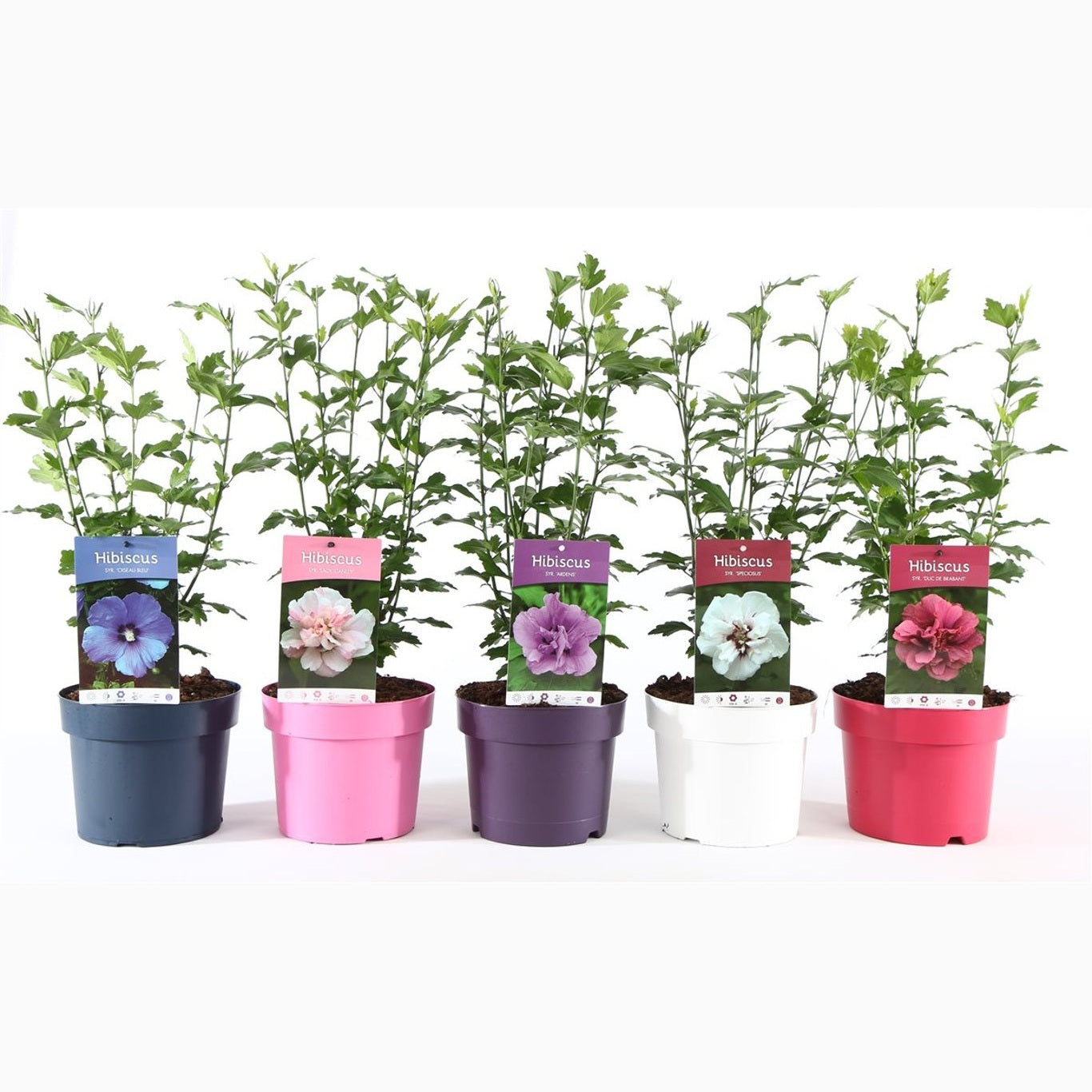 Hibiskus – Hibiscus syriacus 'Ton sur Ton' - C3